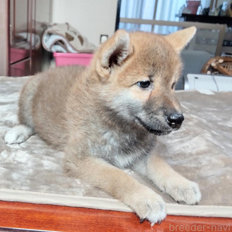 販売中の秋田県の柴犬-396401の2枚目